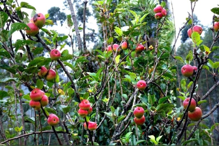 Fruit bowl of Kerala – Kanthalloor