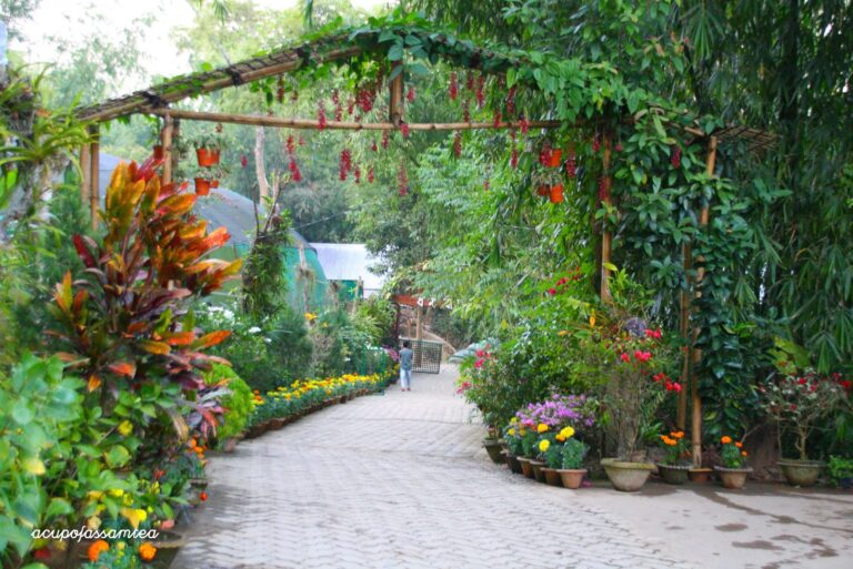 Kaziranga – Shillong