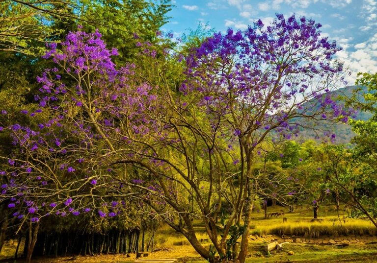 Mudumalai – Masinagudi