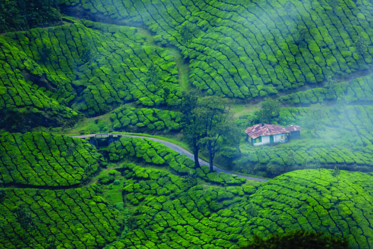 Kashmir of South India – Munnar – Kerala
