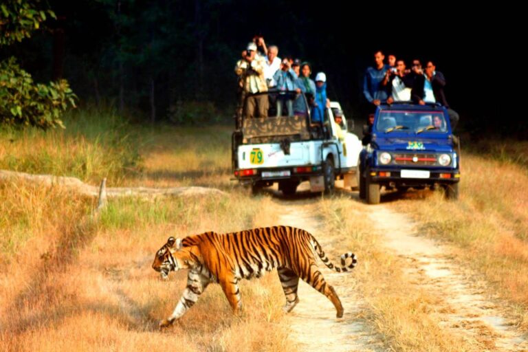 High Mountain Scenery & Wildlife At Ranikhet & Corbett National Park